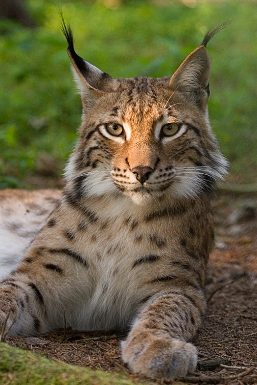 Lynx photographed by Bernard Landgraf